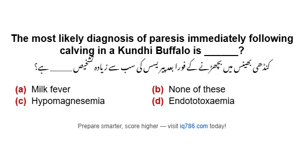 The most likely diagnosis of paresis immediately following calving in a Kundhi Buffalo is ______?